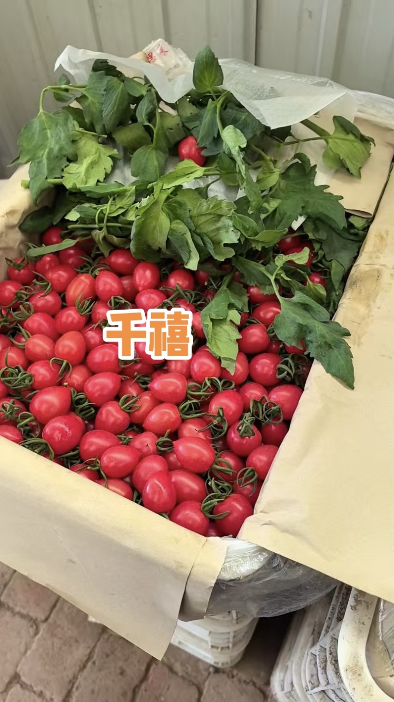 千禧圣女果小番茄