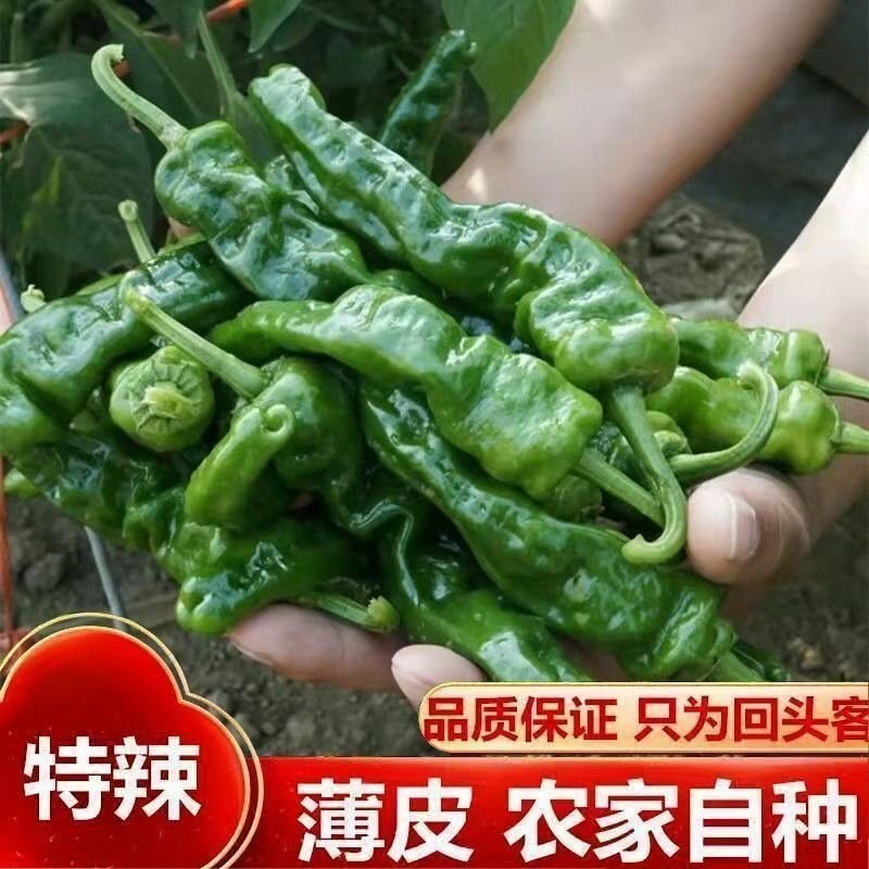 精品大黑优皱皮品质有保障今日报价适合超市电商需要的联系