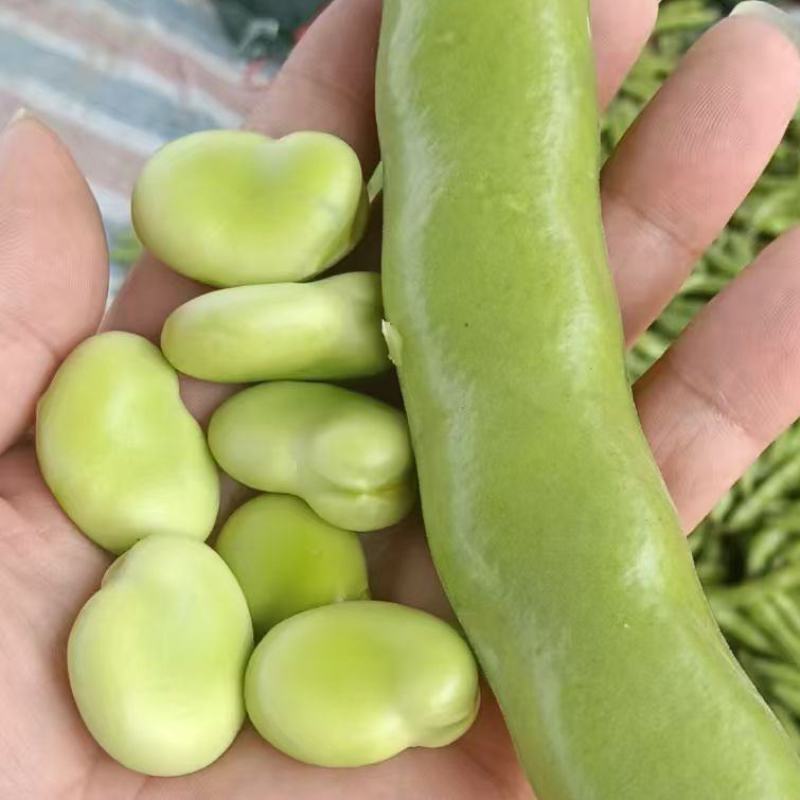 温岭精品蚕豆开始了