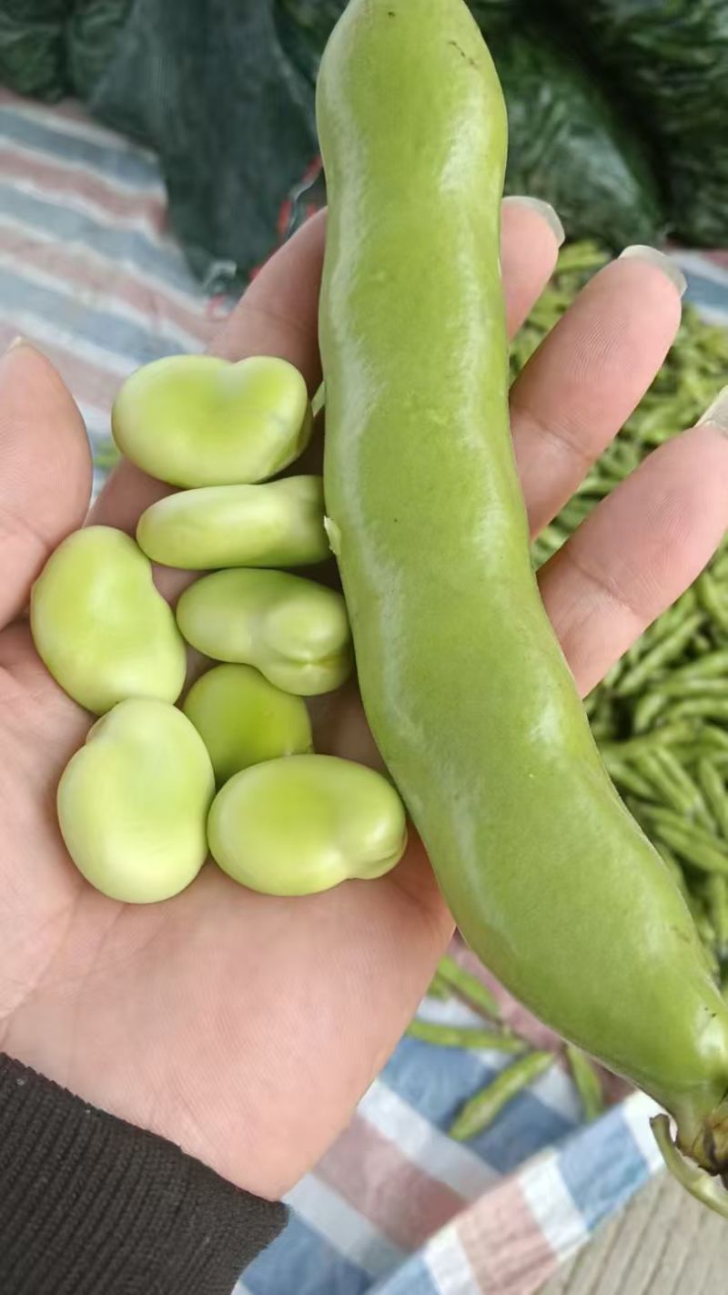 精品蚕豆，非诚勿扰