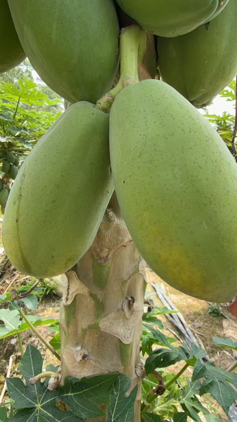大青水果木瓜