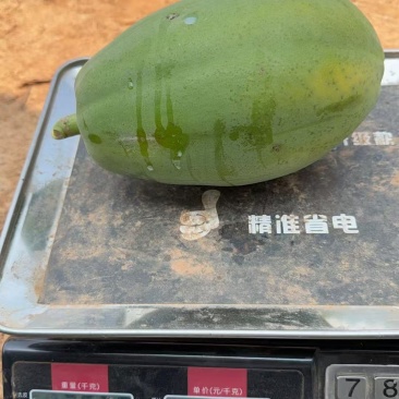 大青水果木瓜