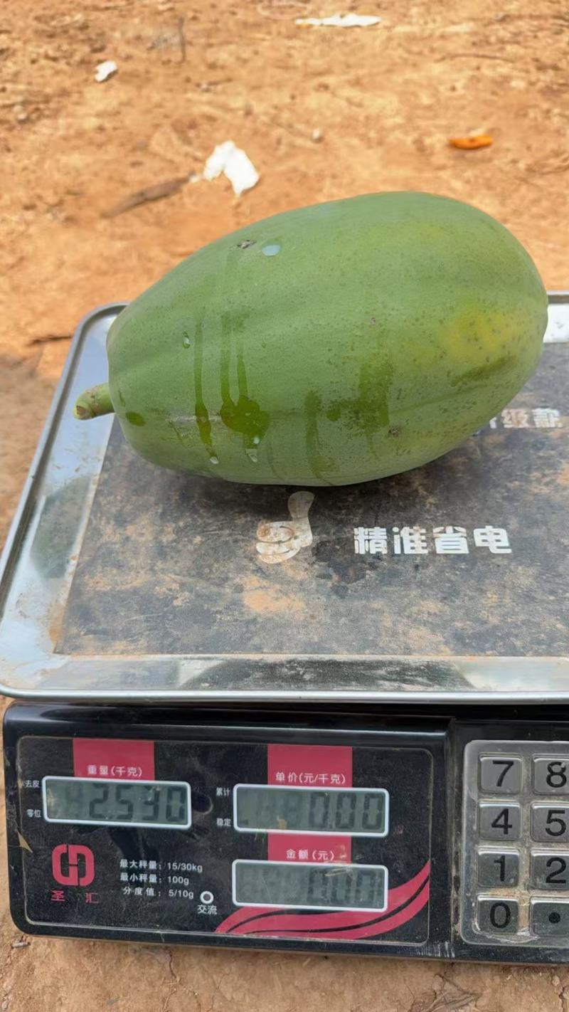 大青水果木瓜