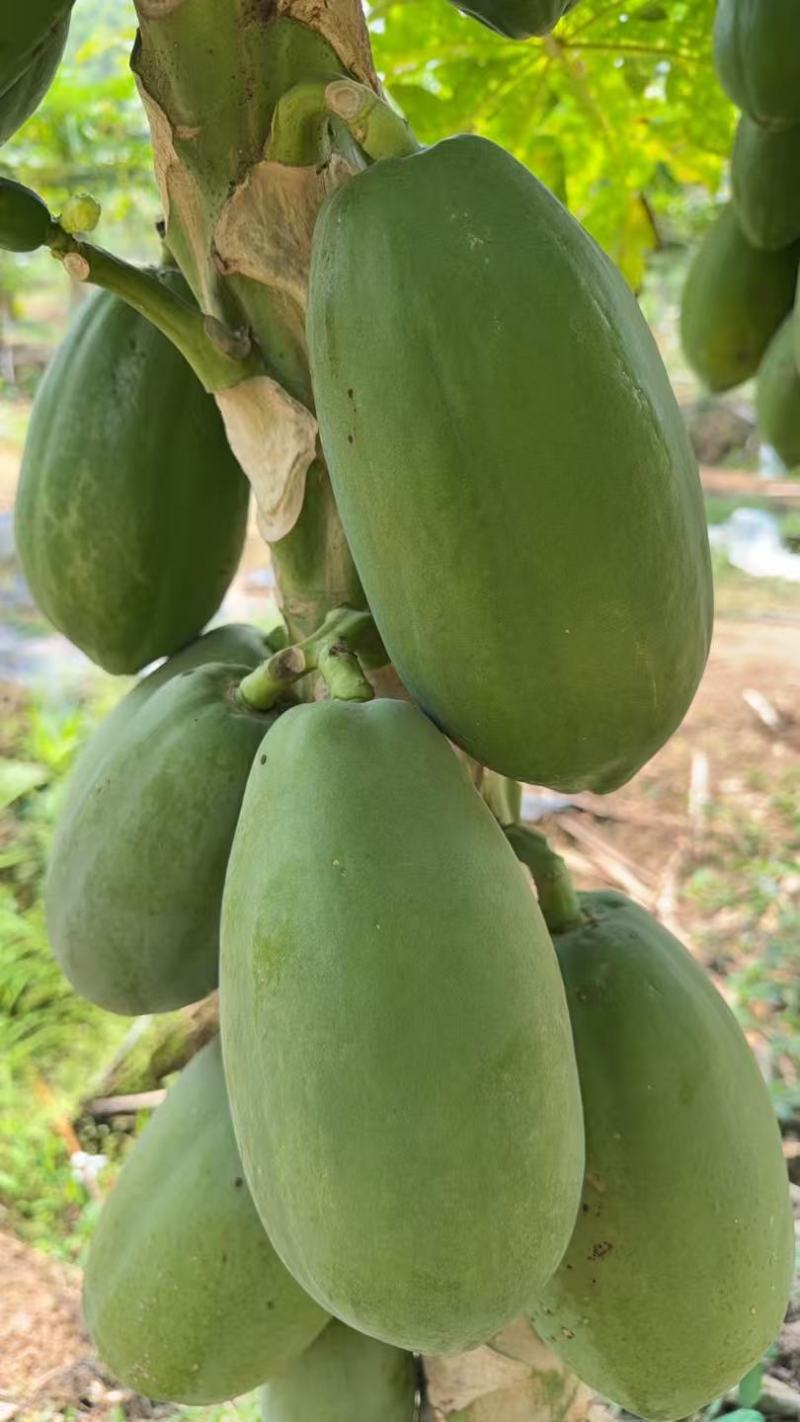 大青水果木瓜