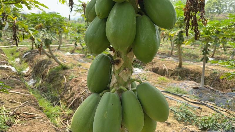 大青水果木瓜