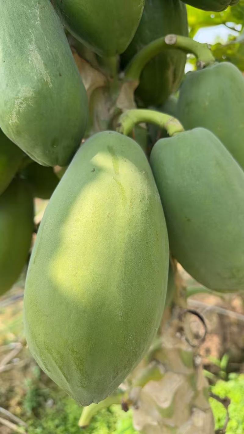 大青水果木瓜