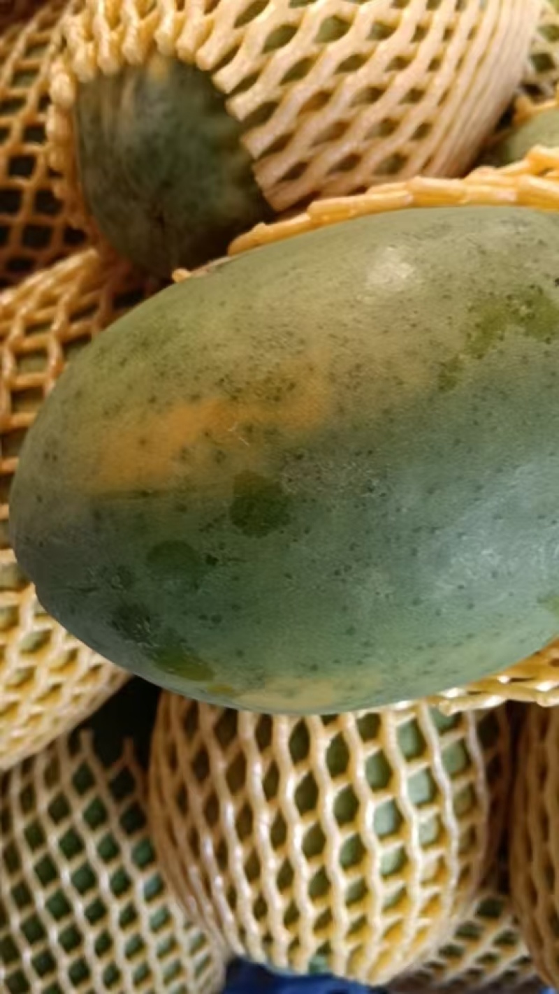 大青水果木瓜