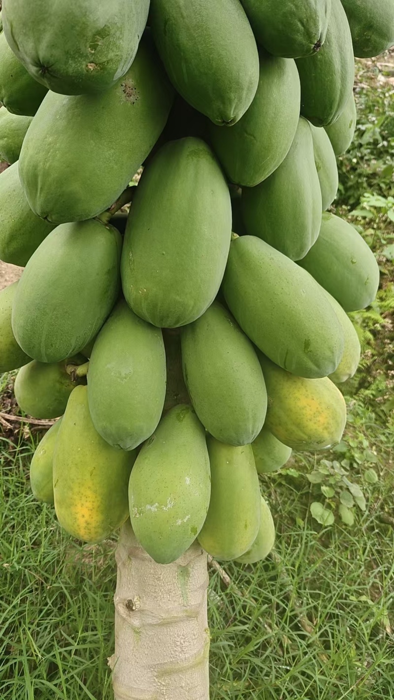 大青水果木瓜