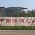 23/24/25公分法桐价格济宁曙光苗木基地报价信息