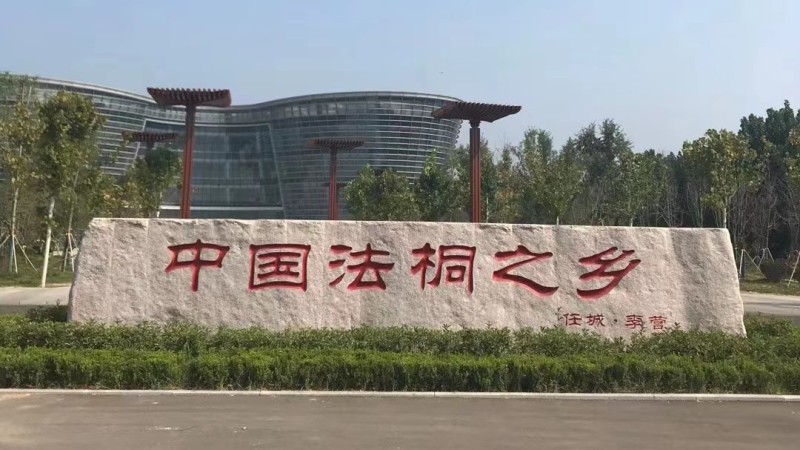 23/24/25公分法桐价格济宁曙光苗木基地报价信息