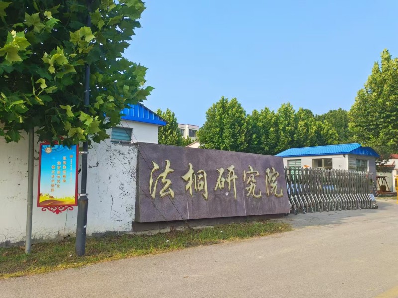 23/24/25公分法桐价格济宁曙光苗木基地报价信息