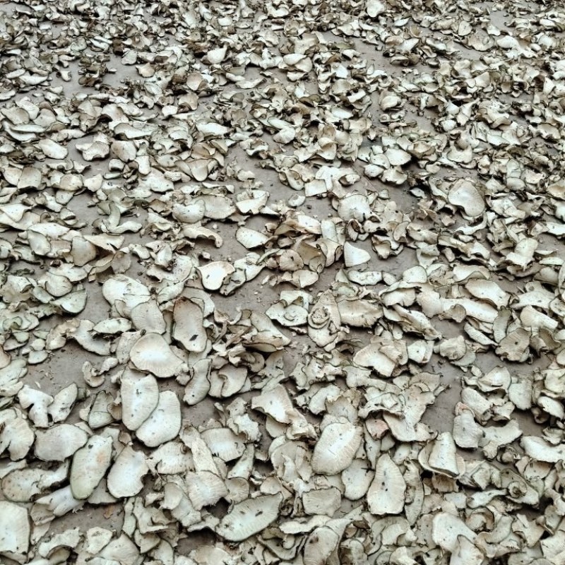 需要仙人掌干片的老板联系