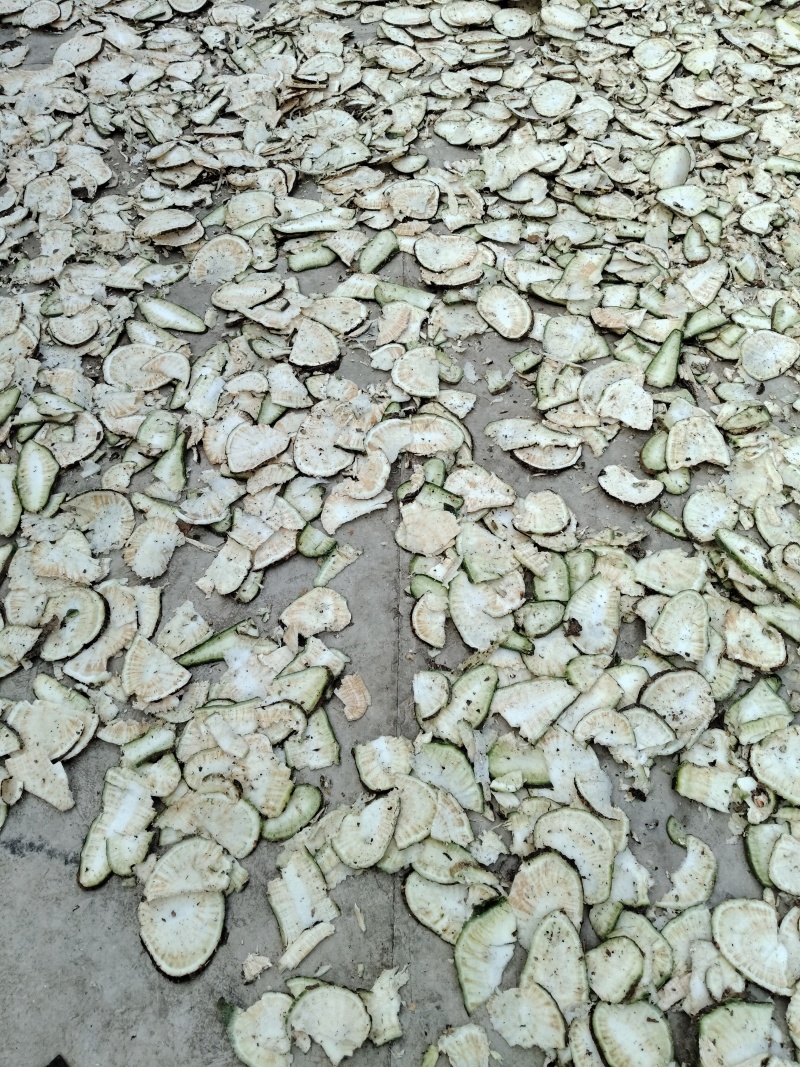 需要仙人掌干片的老板联系