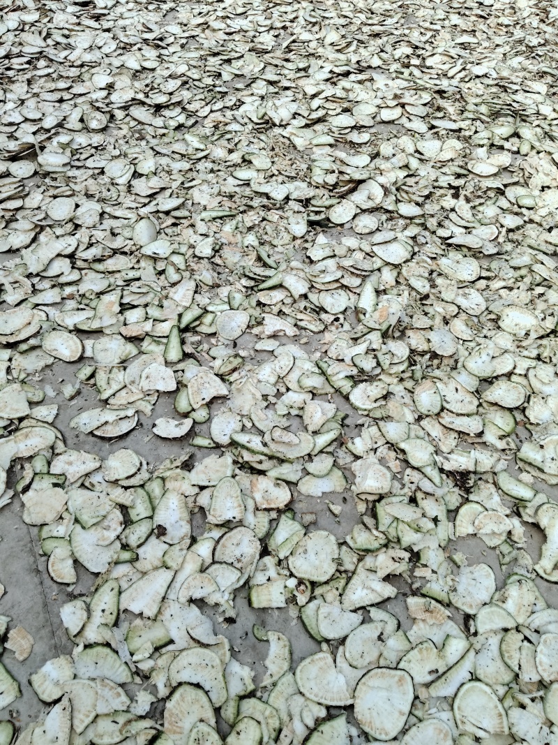 需要仙人掌干片的老板联系