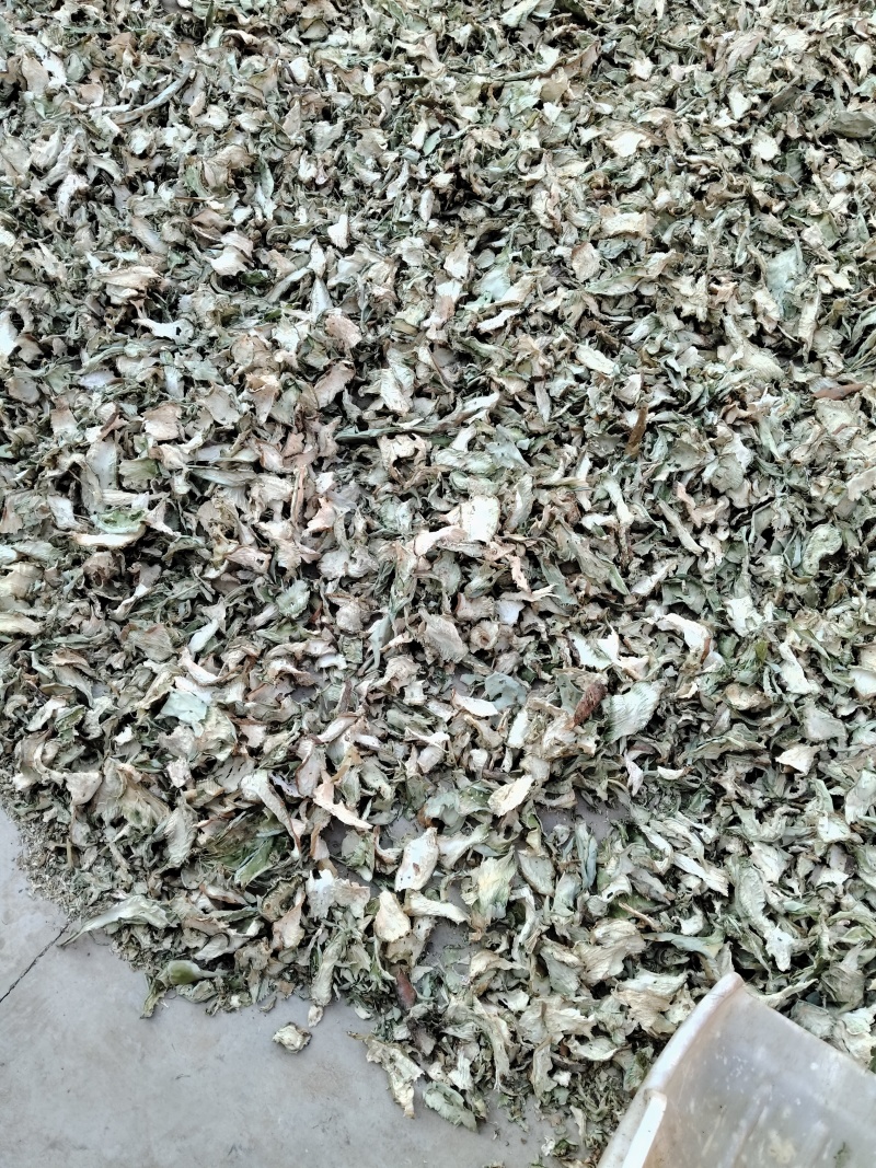 需要仙人掌干片的老板联系