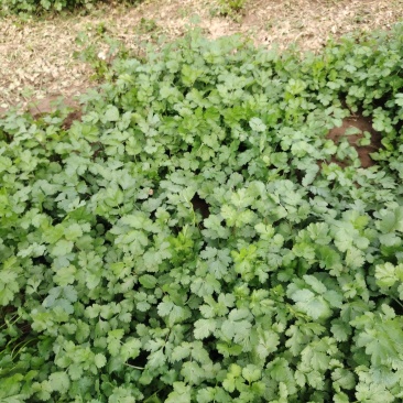 精品香菜