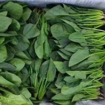 各种菠菜