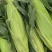 云南德宏双色鲜水果玉米价格平稳一块到一块二三1公斤