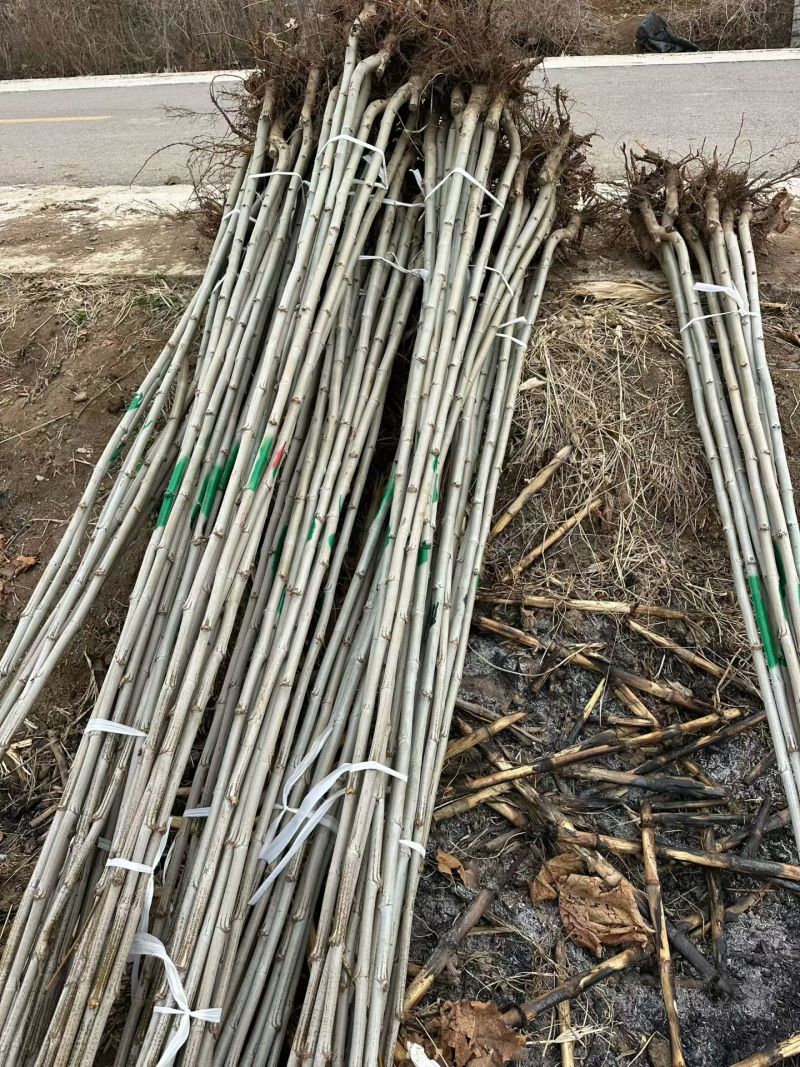 法桐小苗价格2-10公分法桐报价详情济宁曙光苗木基地