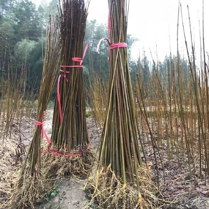 黄柏树苗正宗黄柏树苗精品树苗