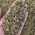 荷叶茶精选荷叶颗粒干净整洁批发零售