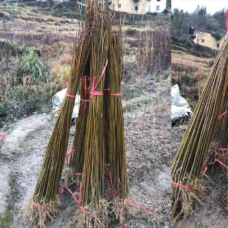黄柏树苗正宗黄柏树苗精品树苗