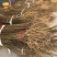 黄柏树苗正宗黄柏树苗精品树苗
