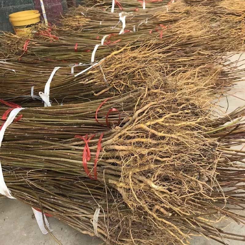 黄柏树苗正宗黄柏树苗精品树苗