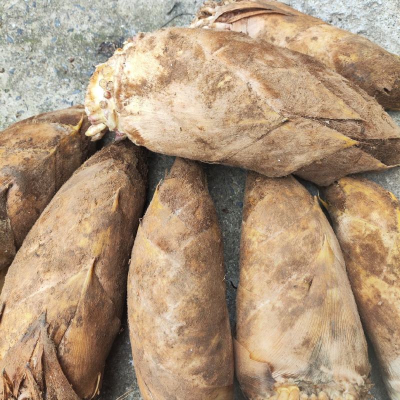 春笋大量上市产地直发价格优惠品质上乘
