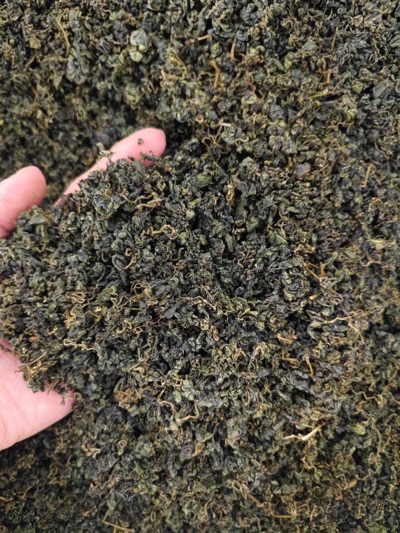 绞股蓝精选优质绞股蓝叶批发零售