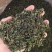 蒲公英叶精选优质蒲公英叶批发零售