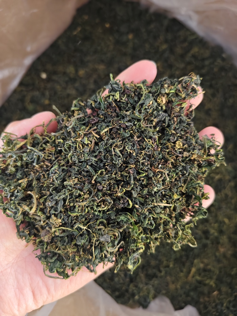 蒲公英叶精选优质蒲公英叶批发零售