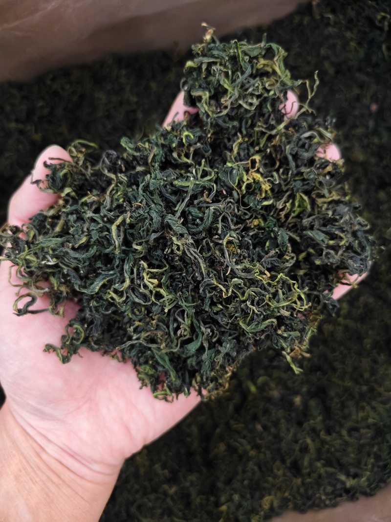 蒲公英叶精选优质蒲公英叶批发零售