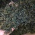 蒲公英叶精选优质蒲公英叶批发零售
