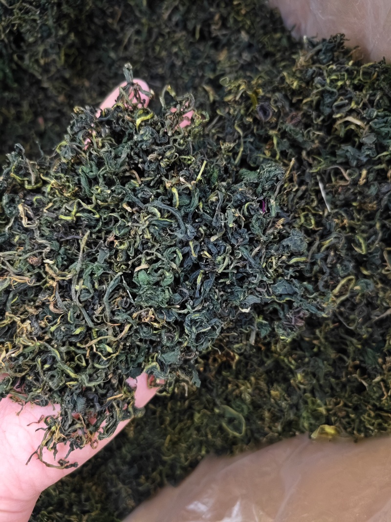 蒲公英叶精选优质蒲公英叶批发零售