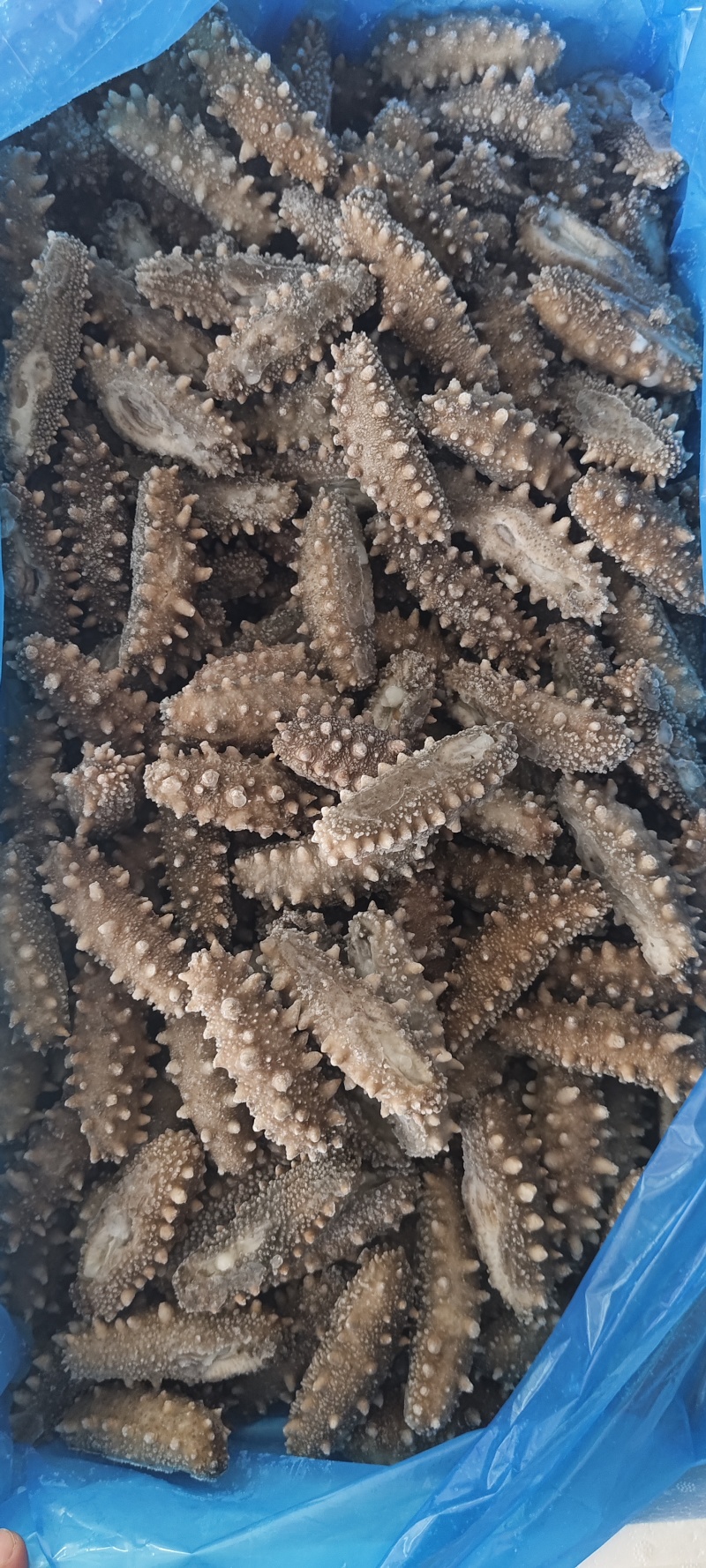 即食海参，0冰衣，好口感，规格20-30/30-40