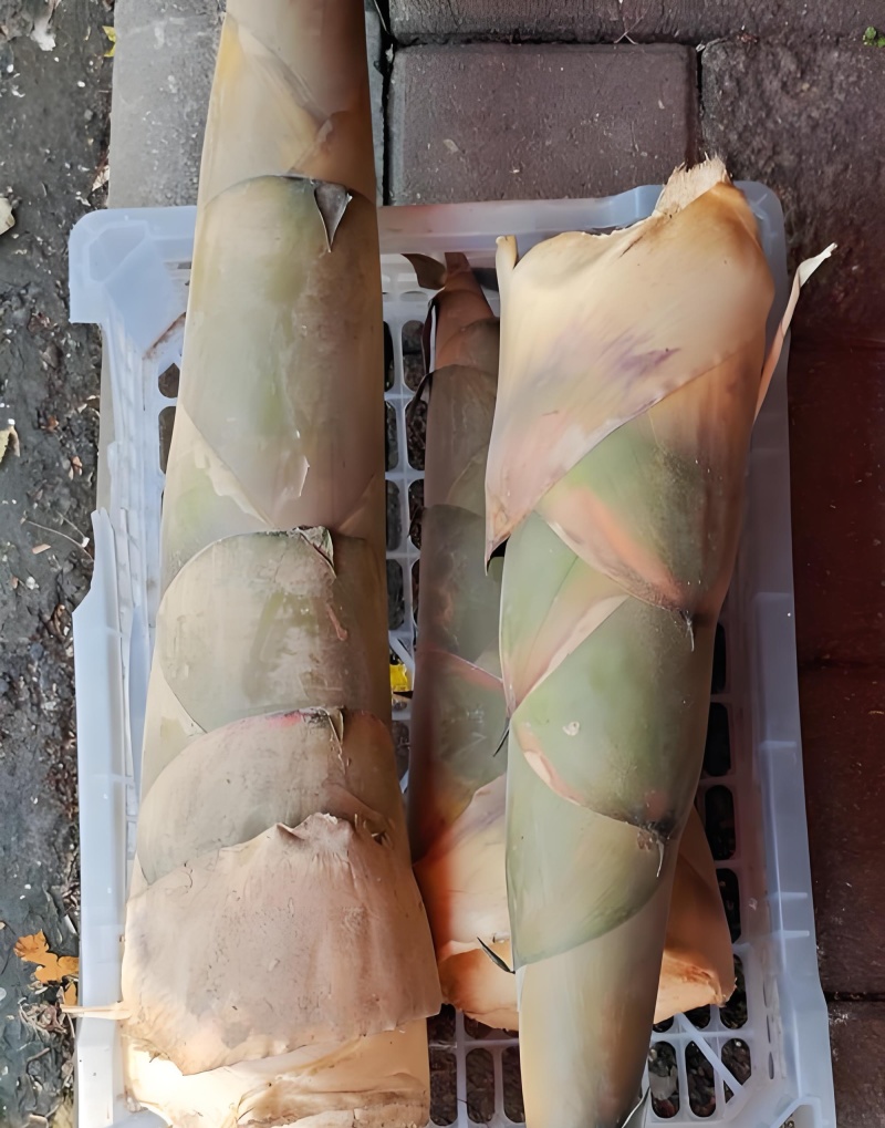 麻竹笋鲜笋上千吨
