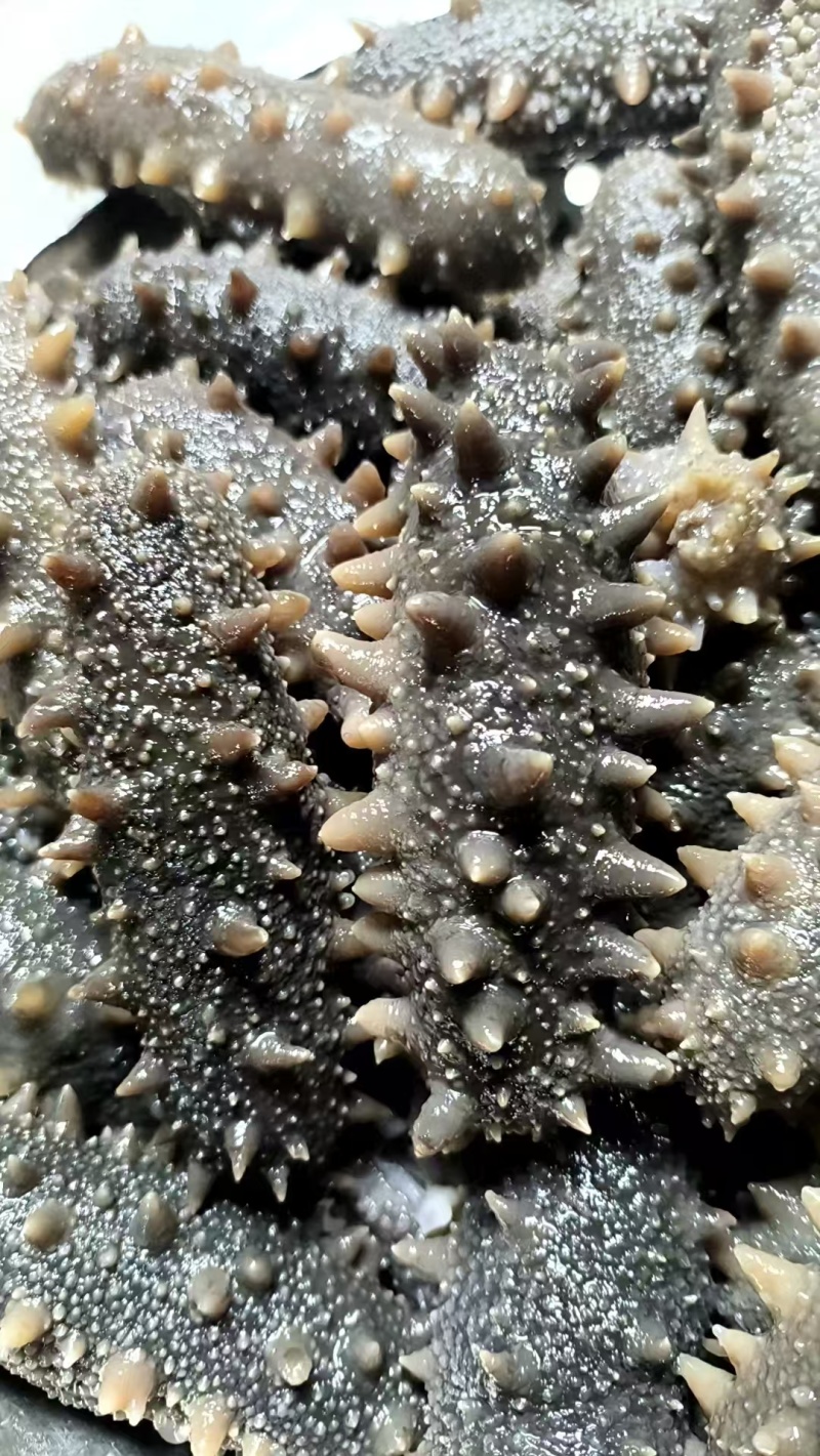 鲜食海参裸货，独立真空，0添加，规格齐全，可定制，可代工