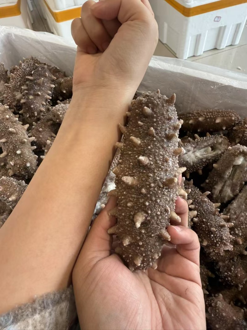 鲜食海参裸货，独立真空，0添加，规格齐全，可定制，可代工