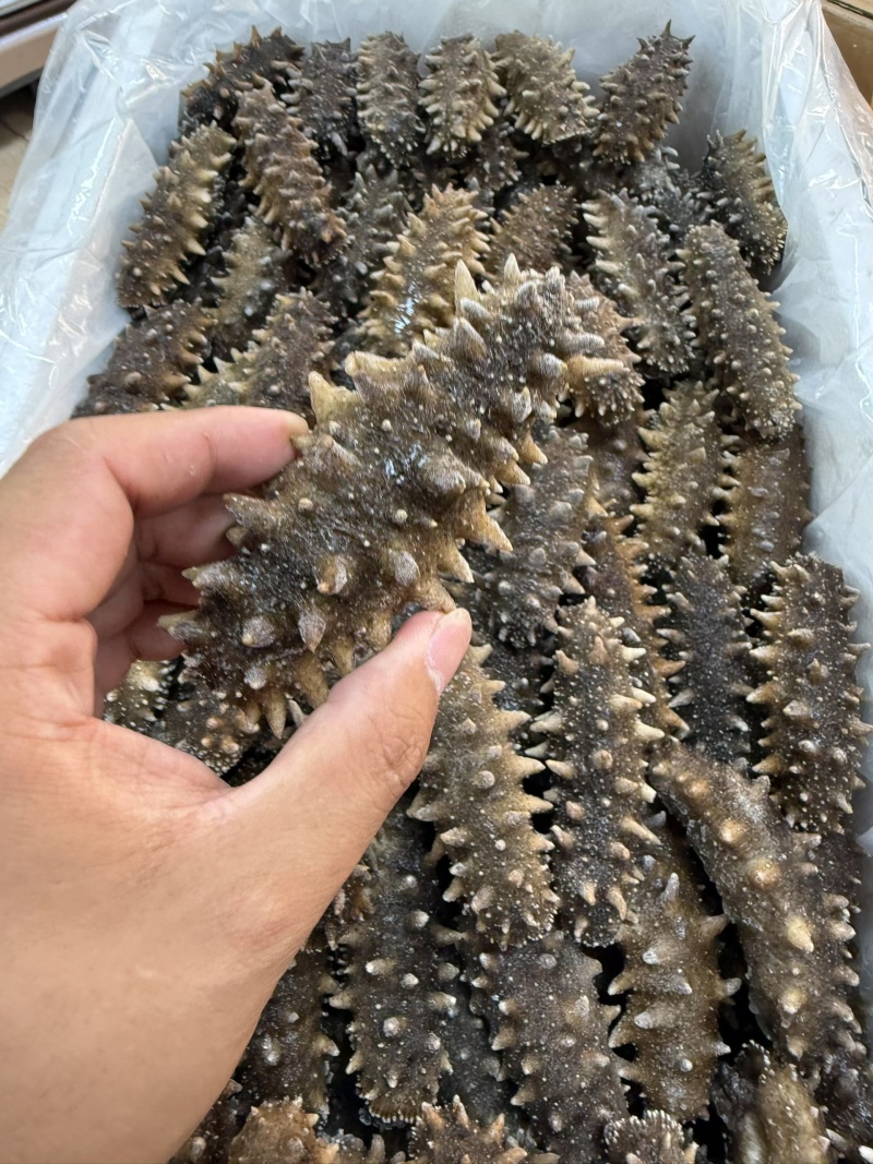 鲜食海参裸货，独立真空，0添加，规格齐全，可定制，可代工