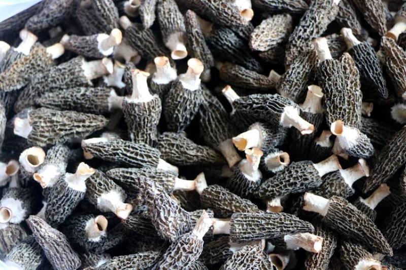 湖北来凤羊肚菌干货特级人工精选无硫熏批发