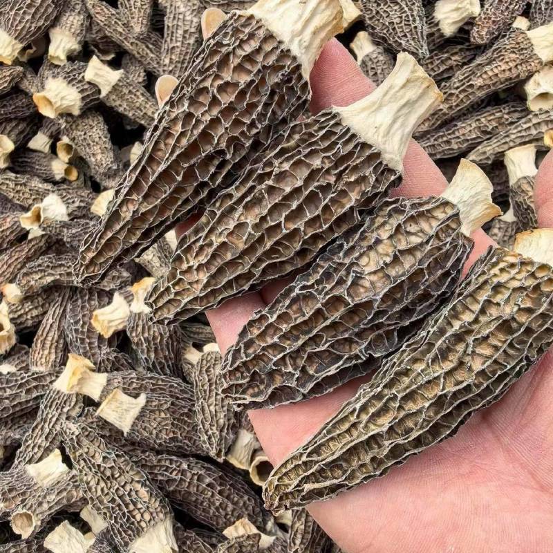 湖北来凤羊肚菌干货特级人工精选无硫熏批发