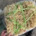 龙须菜，清水，微盐，潮菜，粗条，细条规格齐全保品质包售后