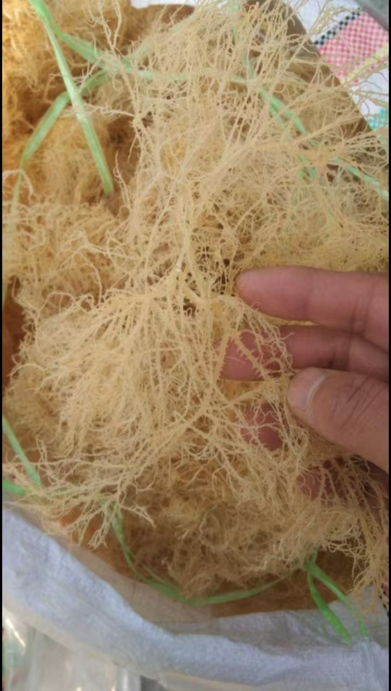 龙须菜，清水，微盐，潮菜，粗条，细条规格齐全保品质包售后