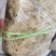 龙须菜，清水，微盐，潮菜，粗条，细条规格齐全保品质包售后