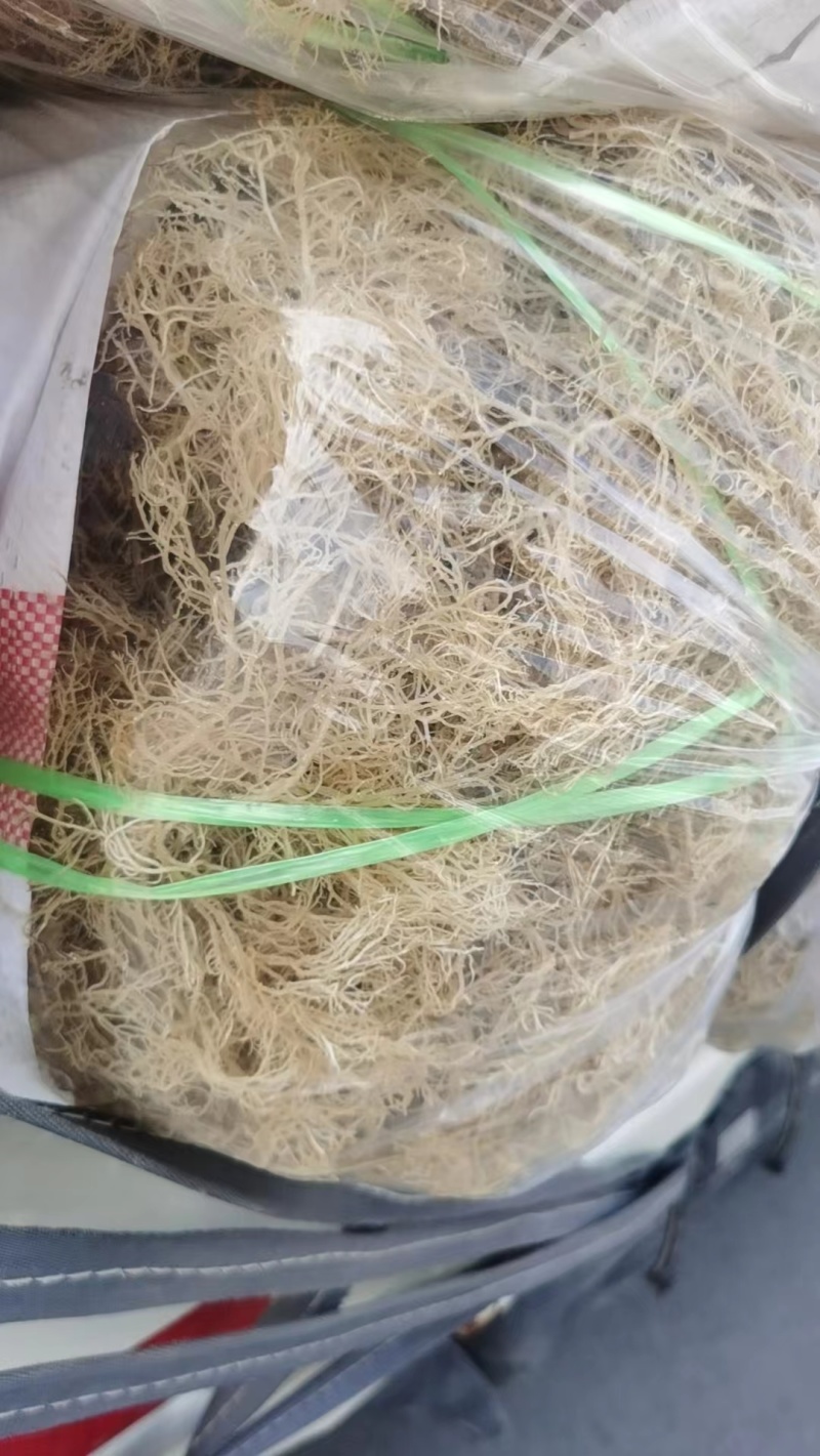 龙须菜，清水，微盐，潮菜，粗条，细条规格齐全保品质包售后