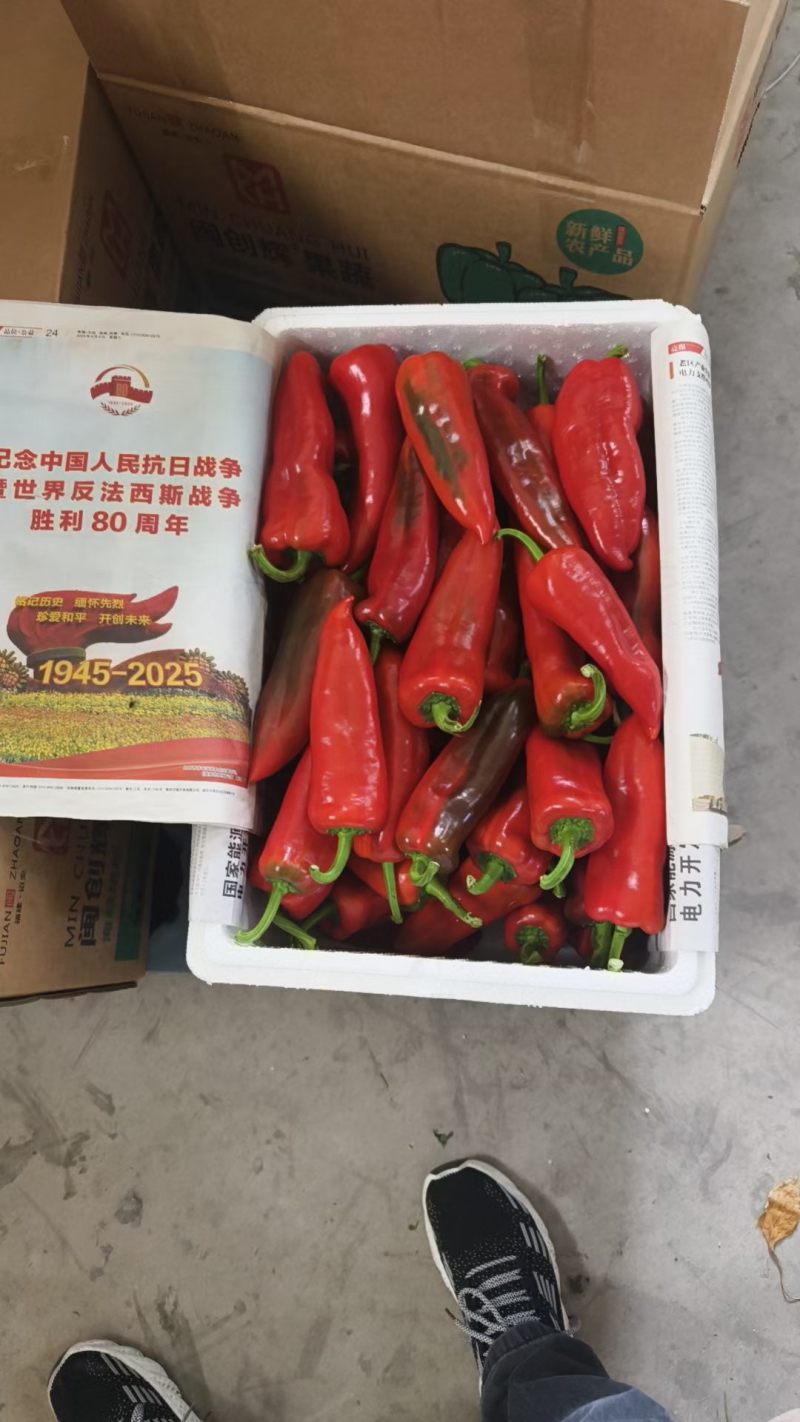 红袍辣椒,大量供应，新鲜采摘量大从优福建发货价格美丽