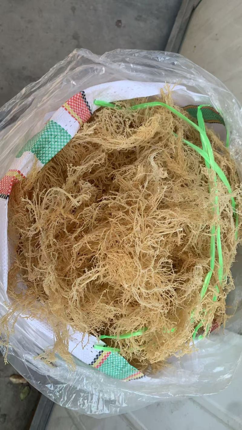 龙须菜，清水，微盐，潮菜，粗条，细条规格齐全保品质包售后
