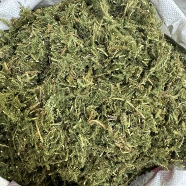 伸筋草青绿伸筋草