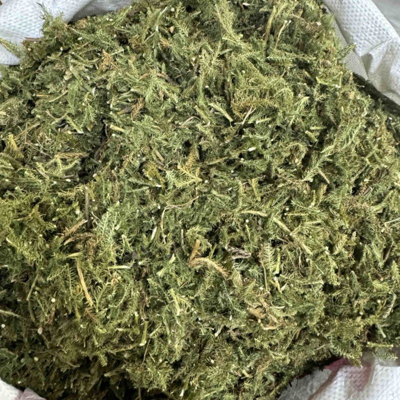 伸筋草青绿伸筋草